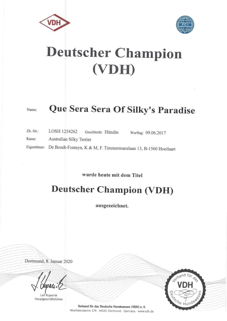 of Silky's Paradise - QUE SERA SERA: CERTIF D (VDH) CHAMPION