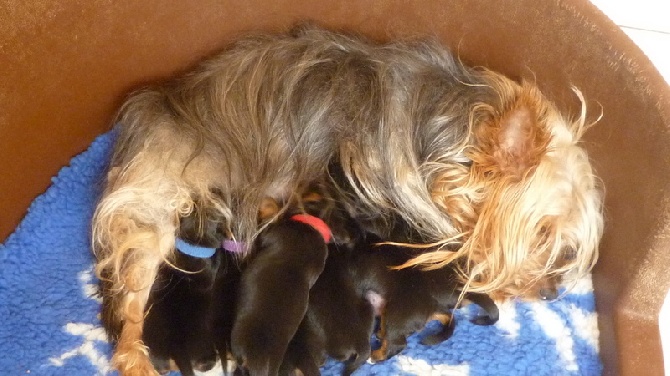 of Silky's Paradise - PUPS OF 13.07.14: update