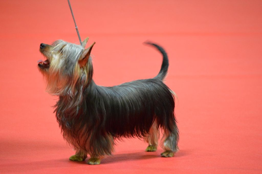 of Silky's Paradise - CACIB LUXEMB 07.04: JR BOB -> JR CH LUX + CRUFTS QUALIFICATION