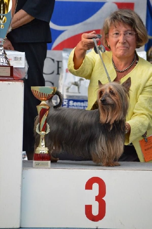 of Silky's Paradise - N.E. 27.09.2015 MONTIGNY-EN-GOHELLE (FR): 3 CHAMPIONS