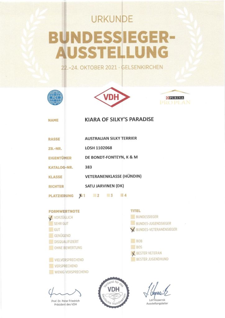 of Silky's Paradise - KIARA: CERTIFICATE BUNDES-VETERANENSIEGER (VDH) D 2021