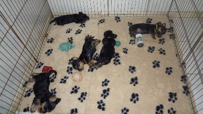 of Silky's Paradise - PUPS 6 WEEKS / CHIOTS 6 SEMAINES