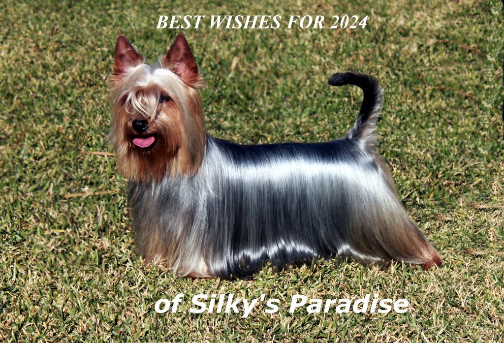of Silky's Paradise - WISH YOU ALL A HAPPY AND HEALTHY 2024