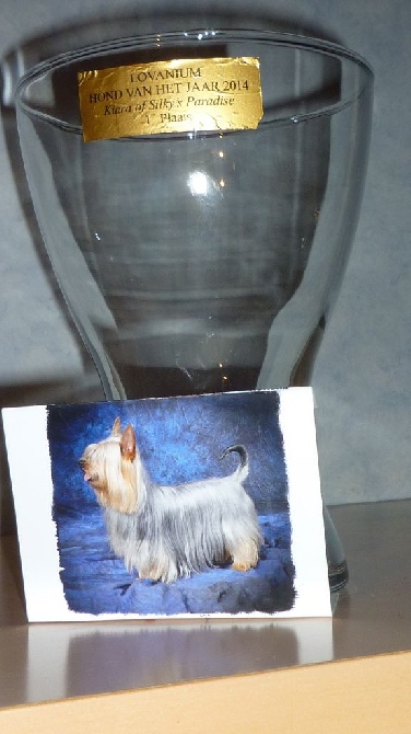 of Silky's Paradise - Kennel Club LOVANIUM:KIARA 'BEST DOG OF THE YEAR 2014'