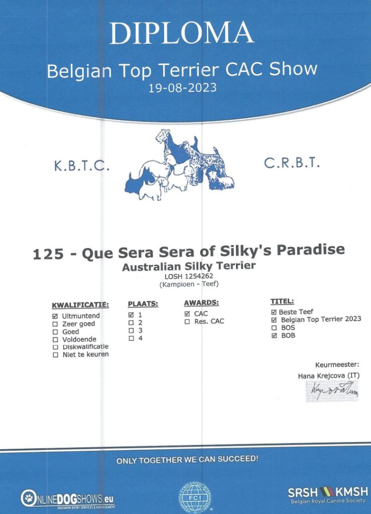 of Silky's Paradise - QUE SERA SERA: CERTIFICATE BELGIAN TOP TERRIER 2023