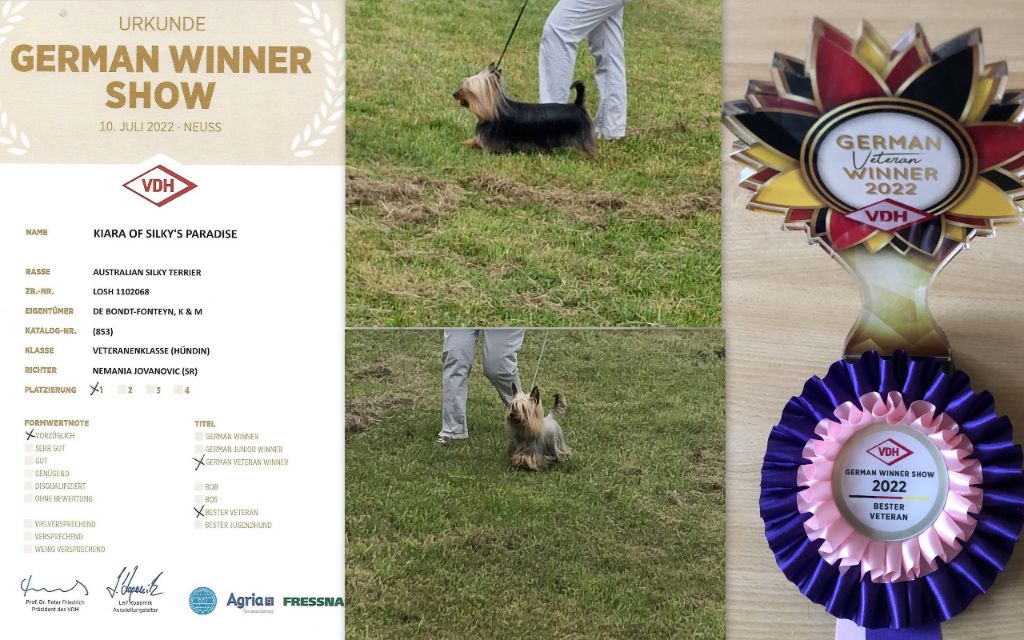 of Silky's Paradise - CACIB NEUSS(D) 10.07.22:GERMAN VETERAN WINNER/VET BOB