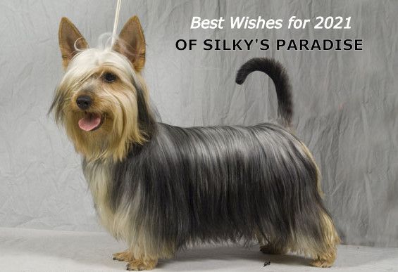of Silky's Paradise - WISH YOU ALL A HAPPY AND HEALTHY 2021