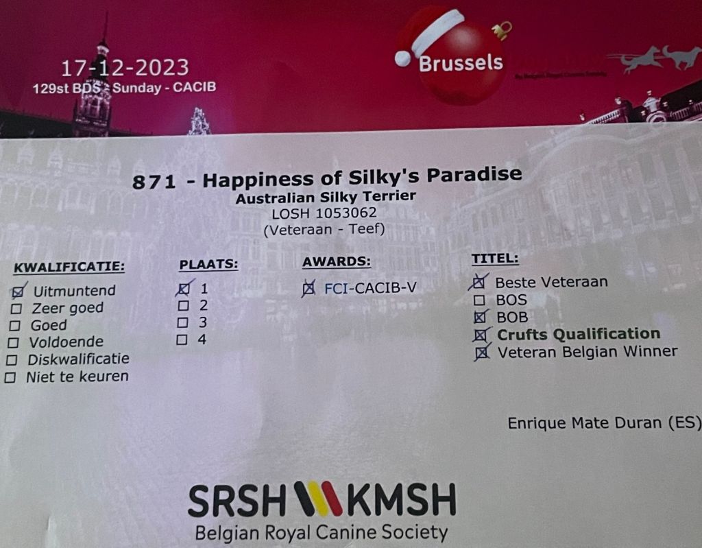 of Silky's Paradise - HAPPINESS: CERTIFICATE BELGIAN VETERAN WINNER 2023