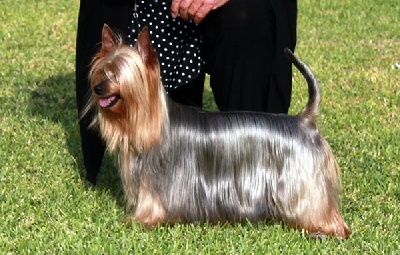 of Silky's Paradise - CAC SPEC CFATDT DIEPPE (FR) 28.07: CHAMPION FR