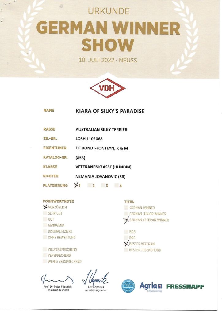 of Silky's Paradise - KIARA: CERTIFICATE GERMAN VETERAN WINNER (VDH) D 2022