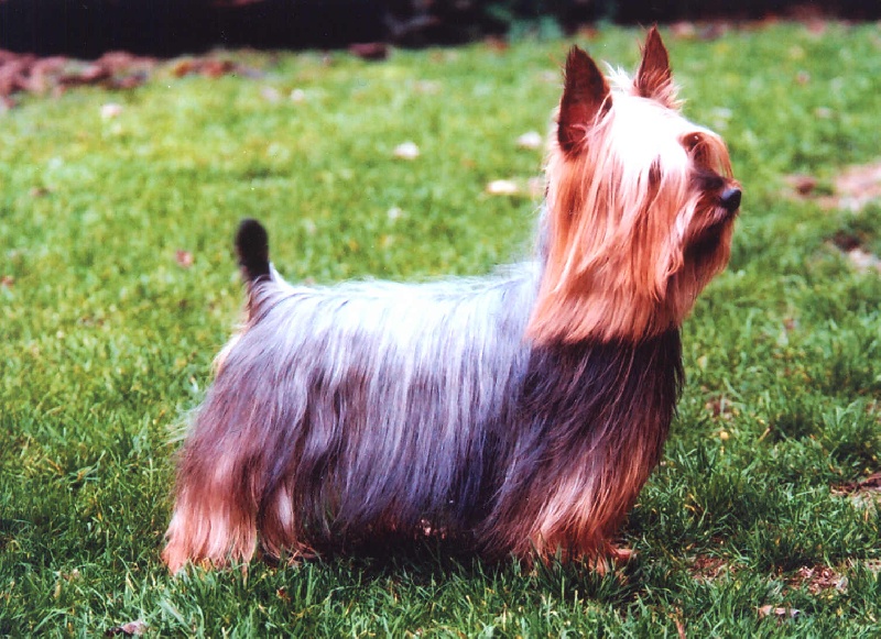 CH. Vagabond of Silky's Paradise