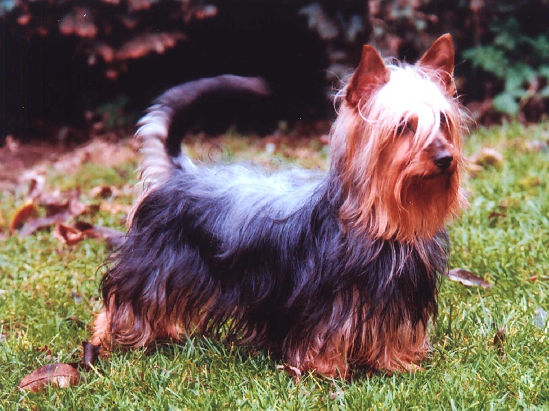 CH. Audrey of Silky's Paradise