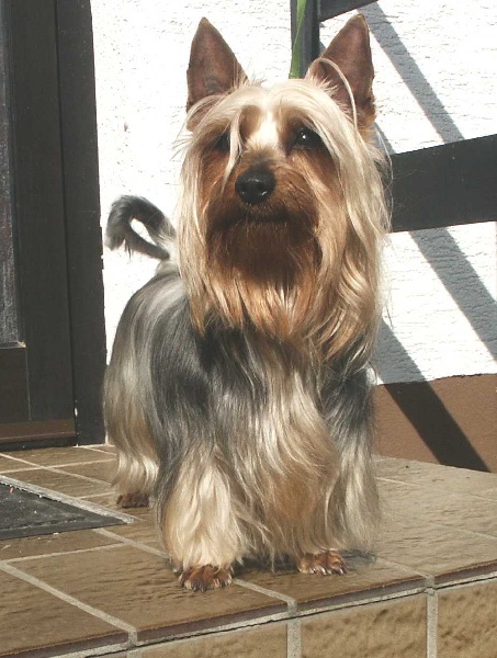 CH. Chiara of Silky's Paradise
